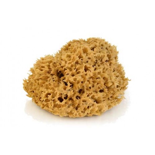 PENNELLIDIANA Spugna di mare naturale - натуральная морская губка - ∅180 мм
